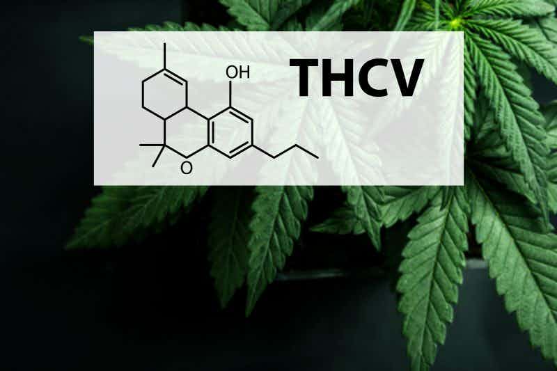 thc-v cannabinoid