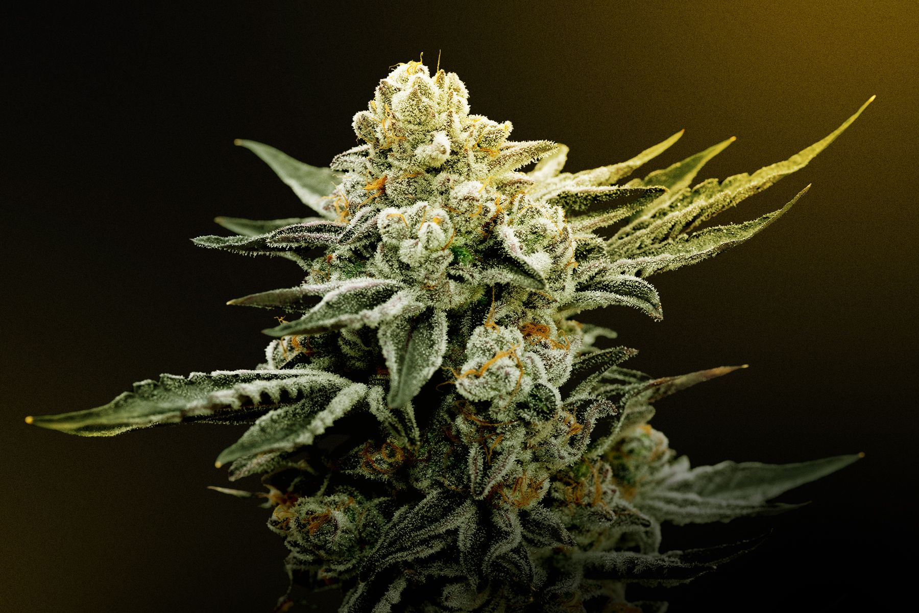 The Buzz On THCa: Exploring The Science Behind Houston's New Flower ...